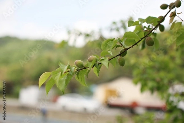 Fototapeta 매실나무