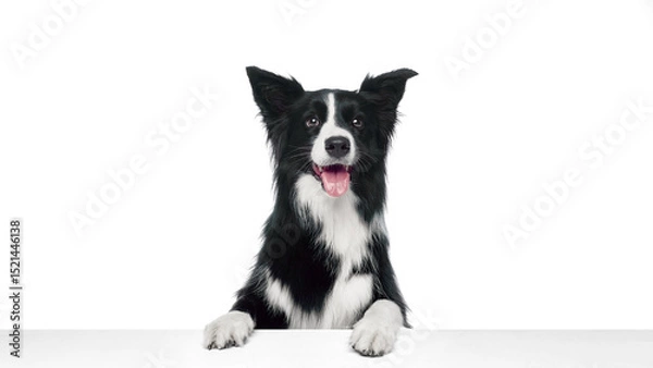 Fototapeta Border collie standing with front paws on white table looking forward with tongue out against white studio background. Concept of domestic animals, canine, grooming and veterinary services.