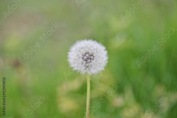 Obraz 민들레 홀씨