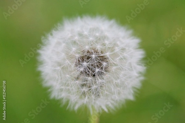 Fototapeta 민들레 홀씨