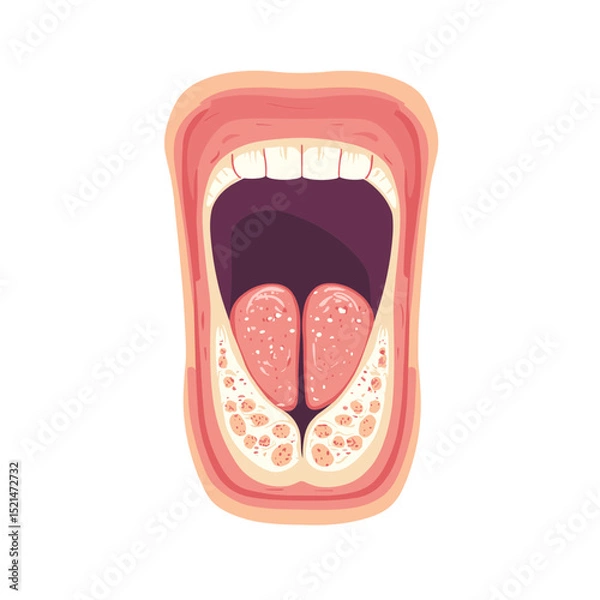Fototapeta Open Mouth with Tongue Illustration Showing Anatomy and Oral Cavity Internal Structure on a White Background