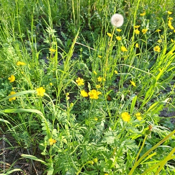 Obraz dandelions in the grass