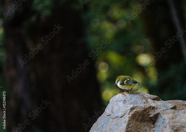 Fototapeta Rock Wren