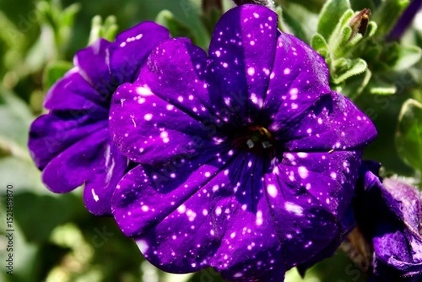 Obraz Close up of purple wave petunia in summertime