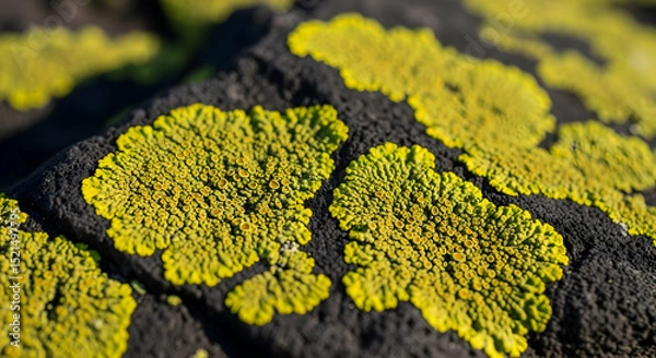 Fototapeta Chartreuse Lichen Clusters Thriving on Volcanic Rock Surfaces