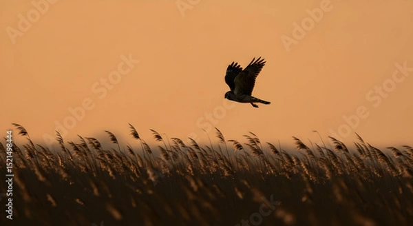 Obraz Marsh Hawk Gliding Above Reeds During an Orange Sunset