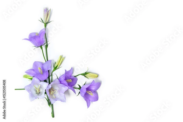 Obraz Violet blue flowers bell Campanula persicifolia ( peach-leaved bellflower ) on a white background with space for text. Top view, flat lay