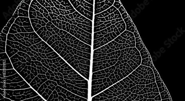 Fototapeta Striking Monochrome Image Of A Leaf Vein Structure Against A Black Background