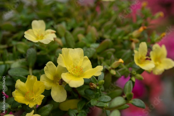 Obraz Portulaca oleracea is a succulent plant in the family Portulacaceae. Yellow flowers..