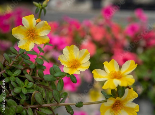 Obraz Portulaca oleracea is a succulent plant in the family Portulacaceae. Yellow flowers..