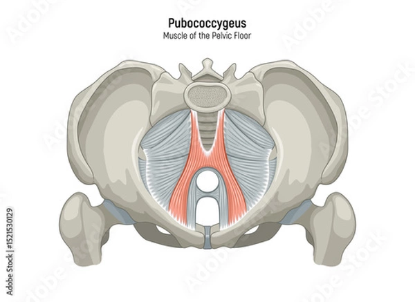 Obraz Muscle of the Pelvic Floor anatomical diagram. Pubococcygeus, Iliococcygeus, Puborectalis, Obturator, Coccygeus, Piriformis muscles vector illustration