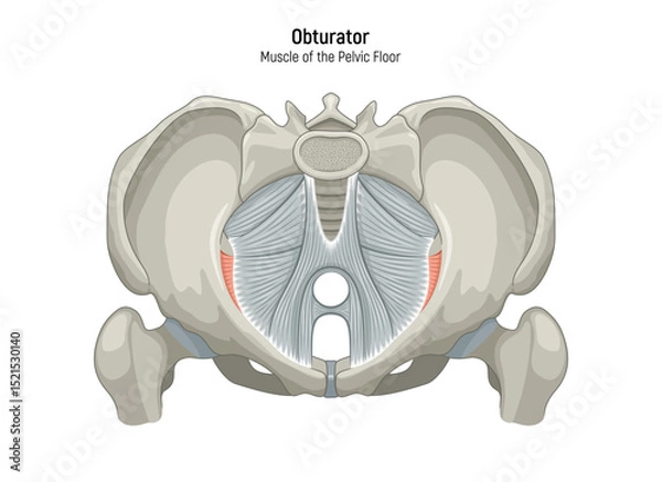 Obraz Muscle of the Pelvic Floor anatomical diagram. Pubococcygeus, Iliococcygeus, Puborectalis, Obturator, Coccygeus, Piriformis muscles vector illustration