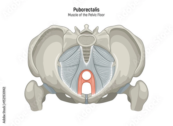 Obraz Muscle of the Pelvic Floor anatomical diagram. Pubococcygeus, Iliococcygeus, Puborectalis, Obturator, Coccygeus, Piriformis muscles vector illustration