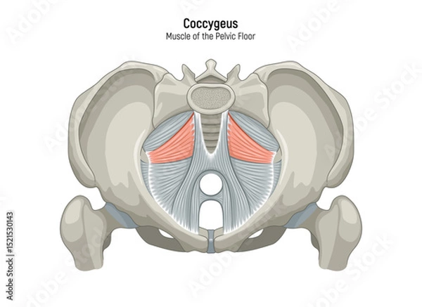 Obraz Muscle of the Pelvic Floor anatomical diagram. Pubococcygeus, Iliococcygeus, Puborectalis, Obturator, Coccygeus, Piriformis muscles vector illustration