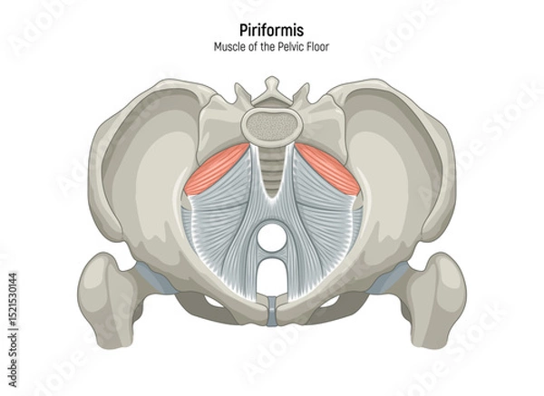 Obraz Muscle of the Pelvic Floor anatomical diagram. Pubococcygeus, Iliococcygeus, Puborectalis, Obturator, Coccygeus, Piriformis muscles vector illustration