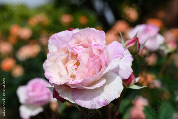 Obraz ピンクのバラ