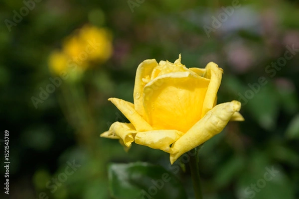Obraz 黄色いバラ