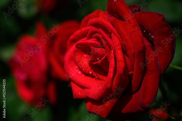 Obraz しずる赤いバラ