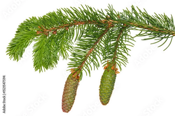 Fototapeta spruce branch (Picea abies), with pine cone isolated on white background