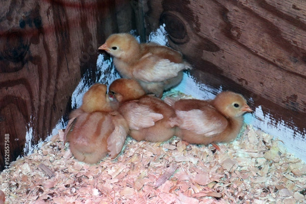 Fototapeta Eight and Ten day old chicken chicks (x Linked Red breed)