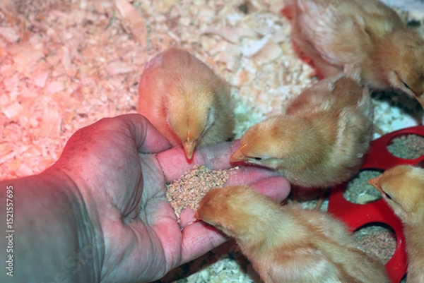 Fototapeta Eight and Ten day old chicken chicks (x Linked Red breed)