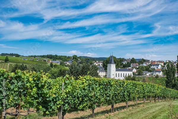 Fototapeta View over the vineyards to Johannisberg with the former monastery