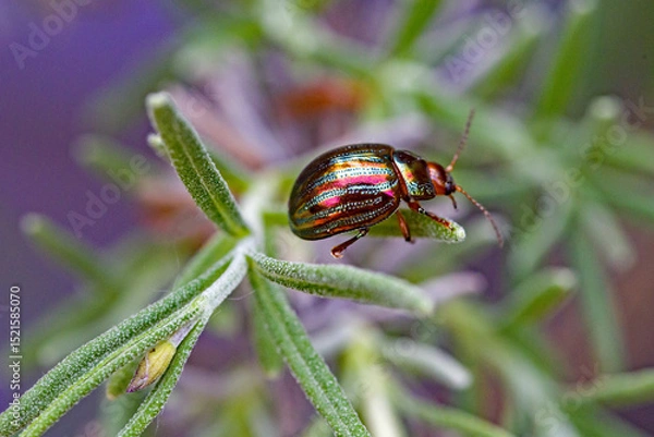 Fototapeta a metallic red-green shimmering rosemary beetle on the small branches of the lavender