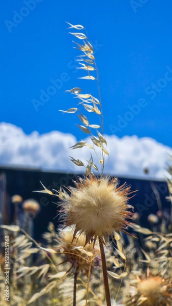 Obraz Wild Thistle and Oat Grass Against Blue Sky and Clouds