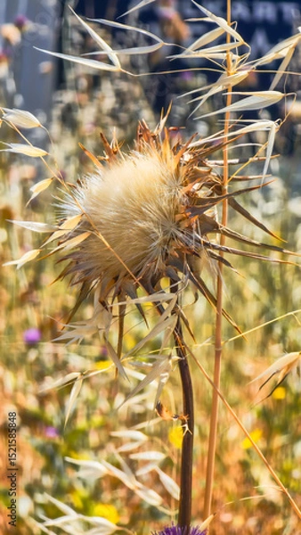 Obraz Wild Thistle and Oat Grass Against Blue Sky and Clouds