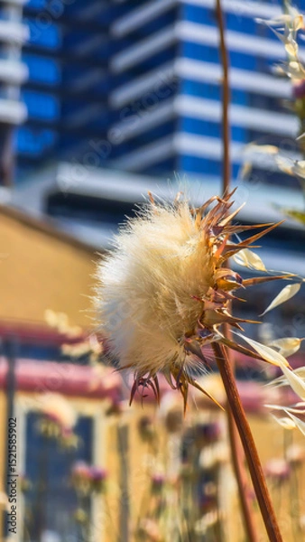 Obraz Wild Thistle and Oat Grass Against Blue Sky and Clouds