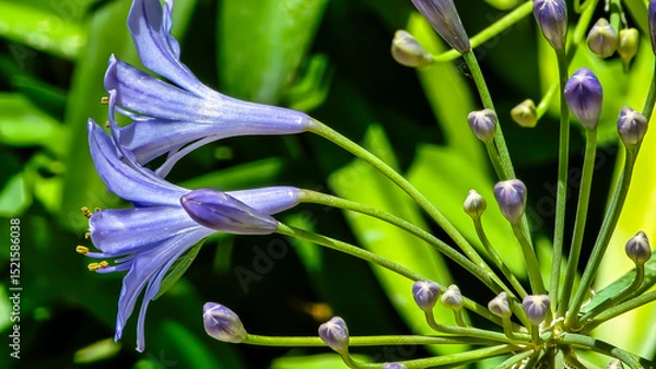 Obraz Agapanthus Flower Macro with Lush Foliage