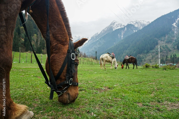Obraz horse in the mountains