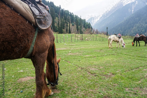 Obraz horses grazing in the mountains