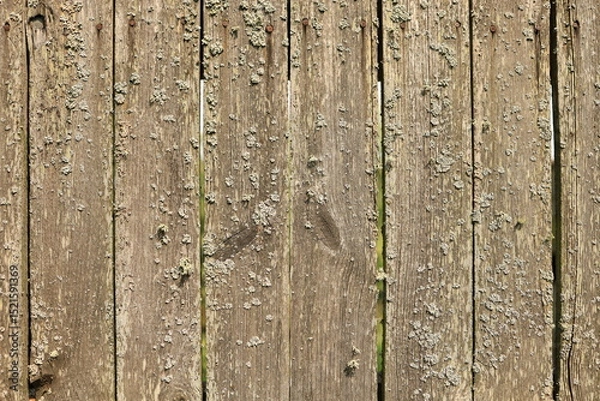Obraz A close-up of an old wooden plank fence with small moss growth. Beautiful texture.