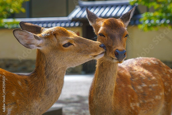 Fototapeta Nara, Japan - Sep 26 2024, Close-up view of faces of two wild forest deer, one deer licking another, in Nara Park, without people, at daytime, Nara, Japan