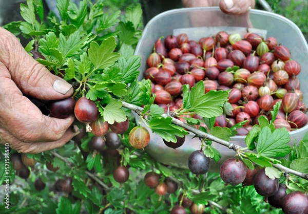 Fototapeta  hands of senior woman picking ripe organic gooseberries in the garden