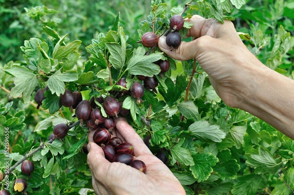Fototapeta  gardener's hands picking ripe  organic gooseberries in the garden