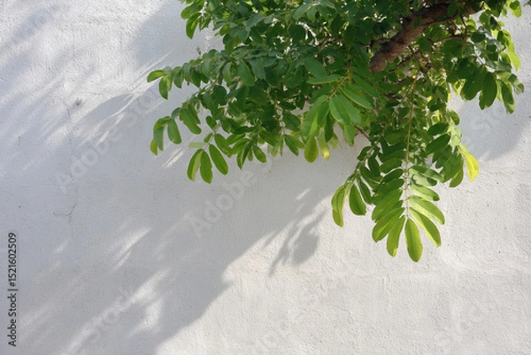 Fototapeta sunlight filtering through leaves creating intricate patterns of light and shadow on wall