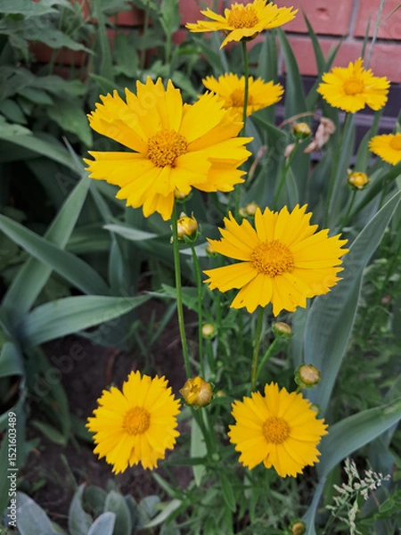 Obraz Cluster of Yellow Coreopsis with Ruffled Petals