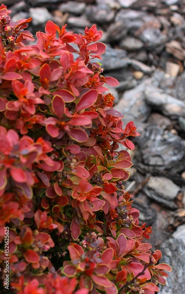 Obraz Ornamental Berberis Branch Over Defocused Decorative Bark Soil Stock Photo for Vertical Story 