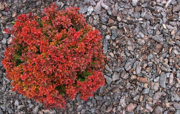 Obraz Spherical Bright Japanese Barberry Bush Growth on a Bark Mulch at Garden Flat Lay Image with Copy Space
