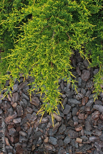 Obraz Branch of Ornamental Juniper Over Defocused Decorative Bark Soil Stock Photo for Vertical Story