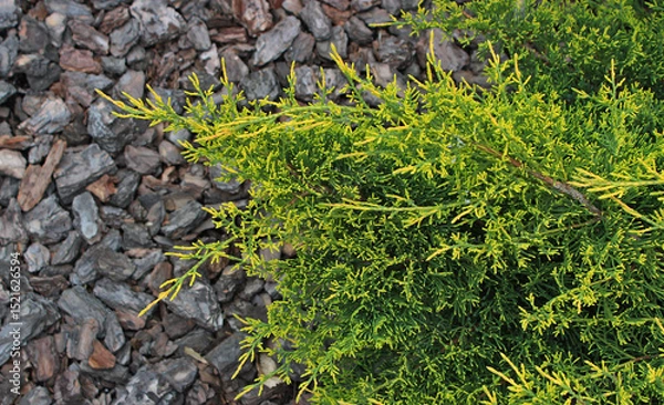 Obraz Close up photo of green shades of juniper needles against the background of blurred ornamental bark on the ground  
