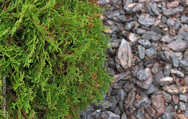 Obraz Spherical Bright Green Cedar Bush Growth on a Bark Mulch at Garden Copy Space
