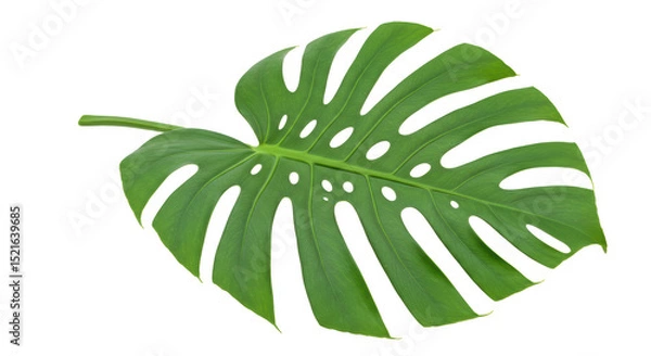Fototapeta Isolated Single Monstera Leaf with Distinctive Holes