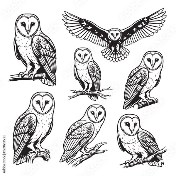 Obraz Set of detailed barn owl vector illustrations in various poses, including perched and flying. Ideal for prints, logos, and wildlife-themed artwork.