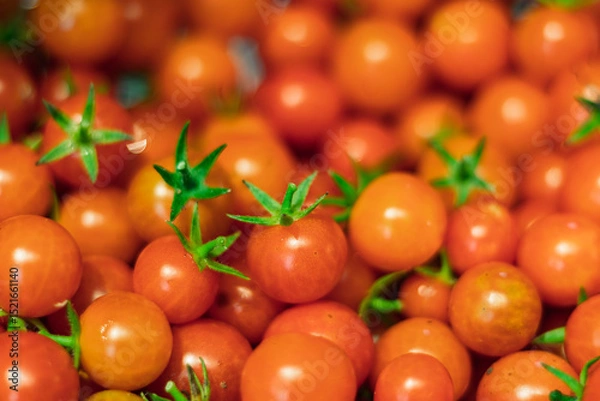 Obraz harvest of tiny cherry tomatoes 