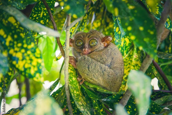 Obraz Le tarsier des Philippines, un minuscule primate