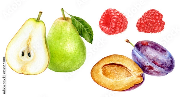 Fototapeta Watercolor Realistic Pear, Plum, Raspberry and Kiwi Illustration, Colorful Fruit Composition