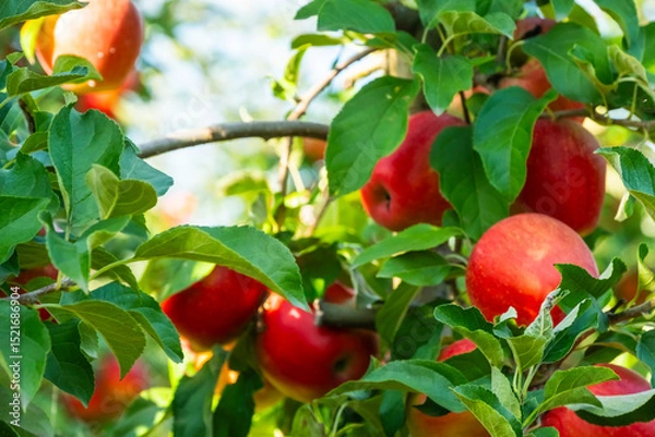 Fototapeta Ripe red apples hang on lush green trees in a thriving bio garden. The vibrant fruits contrast with the greenery, showcasing nature's bounty in an organic orchard setting